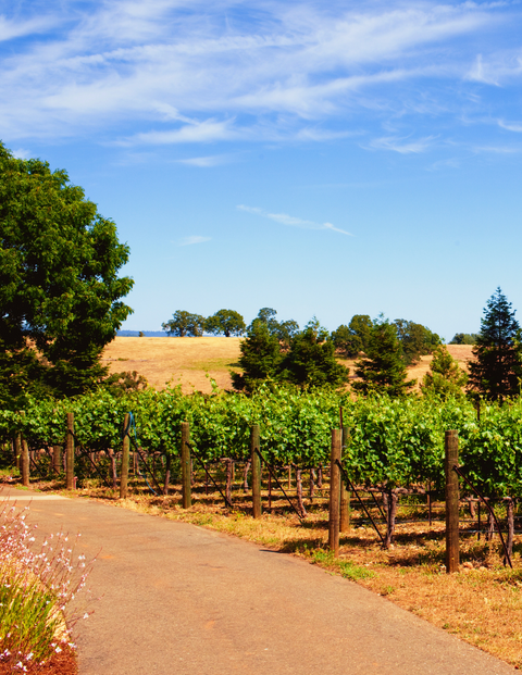 Sierra Foothills Spotlight: Hidden Gems in California Wine
