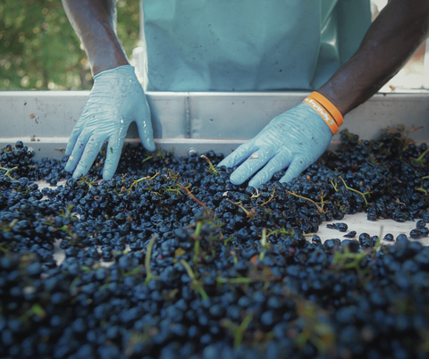 winemakers clean testarossa