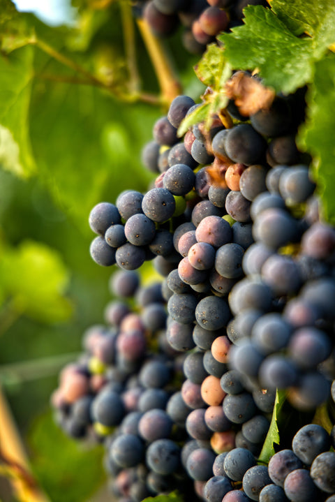 elkhorn peak cellars vineyard