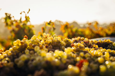 napa wine stars