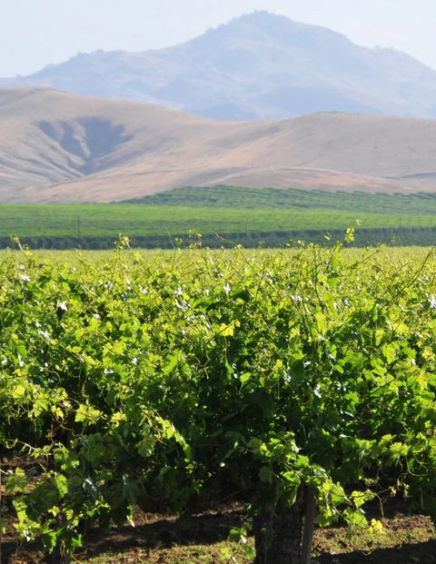 Sierra Foothills Wine Region