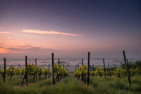 Walla Walla Valley WA Vineyards