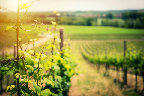 A Californian Vineyards in Spring Time