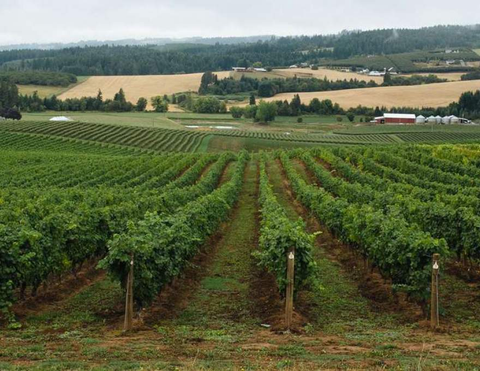 The California Wine Bottle Shop