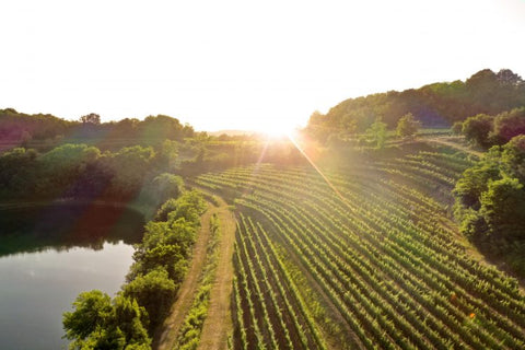 Friuli Venezia Giulia, Vineyard