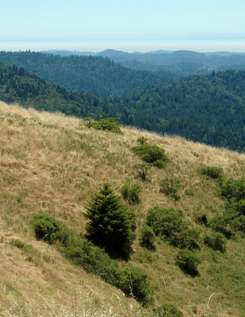 Santa Cruz Mountains AVA in California