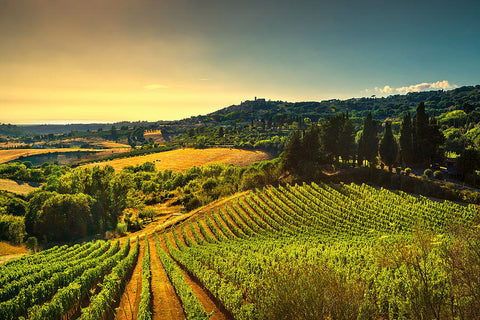 Vineyard_in_Maremma-Tuscany_Italy
