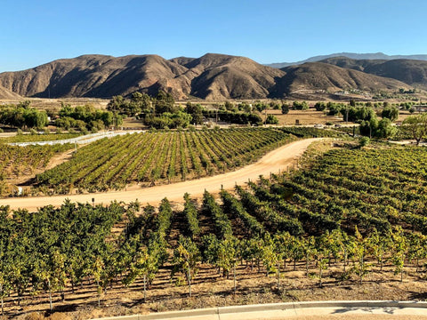 Vineyard situated in Temeculla Valley CA