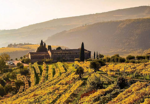 Vineyards in Veneto Wine Region, Italy