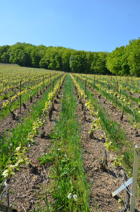 ambonnay grand cru vineyards