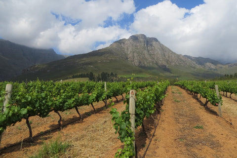 vineyards-near-stellenbosch-south-africa-justin-foulkes